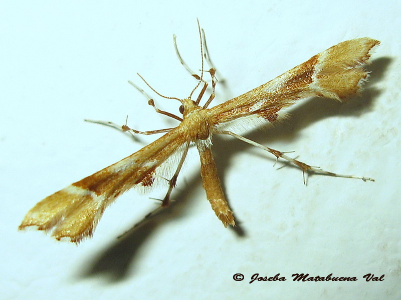 Cnaemidophorus rhododactyla - Pterophoridae ? S